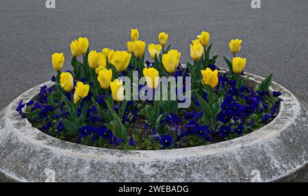 Ein Frühlingsgarten mit schönen blühenden gelben Tulpen vor einem Hintergrund gemusterter blauer Veilchen, Sofia, Bulgarien Stockfoto