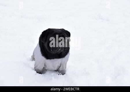 Wunderschönes schwarzes Mops-Mädchen, getragen in grauen warmen Overalls. Niedlicher Mops, der auf Schnee im Winterpark sitzt. Intelligentes Maul, nachdenklicher Blick zur Seite. Stockfoto