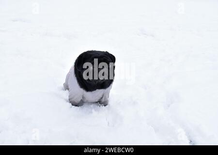 Wunderschönes schwarzes Mops-Mädchen, getragen in grauen warmen Overalls. Niedlicher Mops, der auf Schnee im Winterpark sitzt. Intelligentes Maul, nachdenklicher Blick zur Seite. Stockfoto