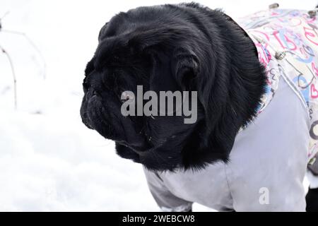 Nahporträt des schwarzen Mops vor weißer Schneelandschaft. Wunderschöner Hund in grauen warmen Overalls getragen. Intelligentes Maul, nachdenklicher Blick zur Seite. Stockfoto