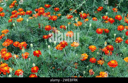 Bett aus lebhaften Orange Marigolds Stockfoto