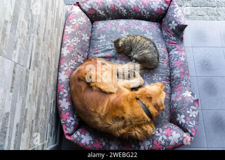 Ein goldener Retriever-Hund und eine Katze machen zusammen ein Nickerchen auf dem Bett. Stockfoto