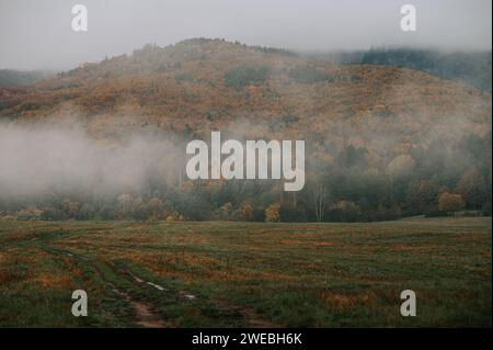 Whispers of Solitude: Eine melancholische Symphonie in Braun und Grau an einem nebelumhüllten Herbstmorgen Stockfoto