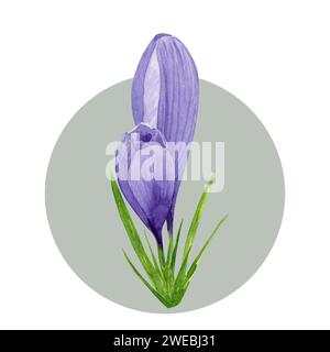 Lila Krokuskomposition, Frühlingsblumen. Handgemalte Aquarellblume Illustration isoliert auf weißem Hintergrund. Designelement für Label Stockfoto