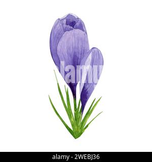 Lila Krokuskomposition, Frühlingsblumen. Handgemalte Aquarellblume Illustration isoliert auf weißem Hintergrund. Designelement für Label Stockfoto