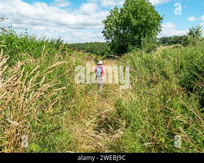 Weibliche wanderer auf bewachsenem Fußweg im Sommer, Leicestershire, England, Großbritannien Stockfoto