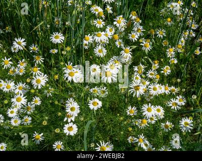Weiße Oxeye Gänseblümchen (Leucanthemum vulgare), Leicestershire, England, Vereinigtes Königreich Stockfoto