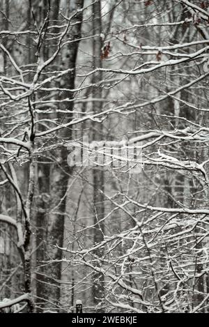 Detail der schneebedeckten Waldbäume. Stockfoto