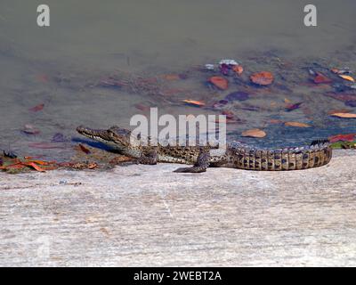 Kleines Krokodil in der Bootsrampe des West Lake, Everglades National Park. Stockfoto