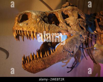 Gainesville, Florida, USA - 25. Januar 2015: Nahaufnahme des berühmten T-Rex Sue im Florida Museum of Natural History. Stockfoto