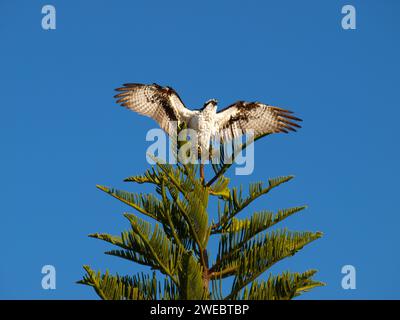 Osprey (Pandion haliaetus) mit seinen Flügeln, die auf der Spitze einer Kiefer geöffnet sind. Stockfoto