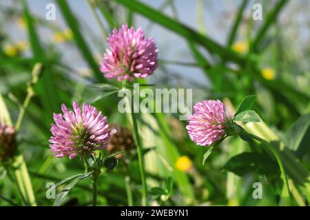 Kleeblume. Nahaufnahme von Rotklee, Trifolium pratense, ein mehrjähriges und in Europa häufig vorkommendes Wildklee, besonders in natürlichen Wiesen, Brachflächen und ausgedehnten Flächen Stockfoto