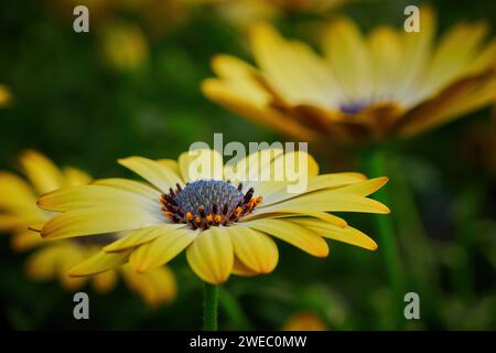 Wunderschöne afrikanische Gänseblümchen (Osteospermum). Cape Daisy Nahaufnahme Stockfoto