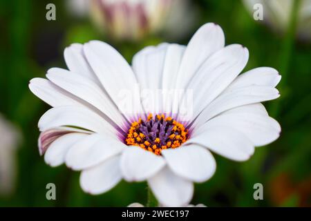 Wunderschöne afrikanische Gänseblümchen (Osteospermum). Cape Daisy Nahaufnahme Stockfoto