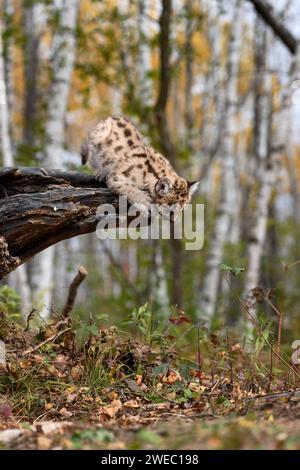 Cougar Kitten (Puma concolor) blickt über den Rand des Baumkastens zum Boden Herbst - ein Gefangenes Tier Stockfoto