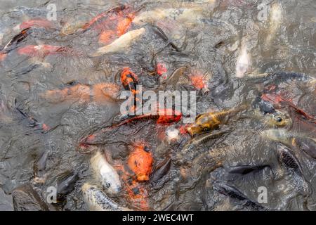 Blick von oben auf die Koi-Karpfenfische, die im Wassergartenteich schwimmen. Stockfoto