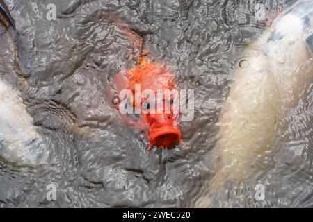 Nahaufnahme von Koi-Fischen, die im Fischteich im Garten schwimmen. Stockfoto
