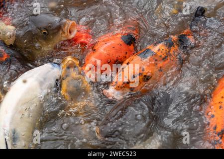 Blick von oben auf die Koi-Karpfenfische, die im Wassergartenteich schwimmen. Stockfoto