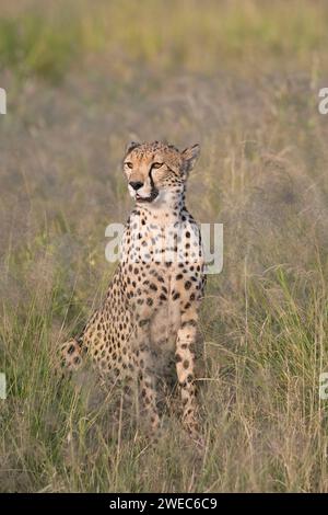 Gepard (Acinonyx jubatus) erwachsene Weibchen, die während einer nassen Jahreszeit auf langem Gras sitzen Stockfoto