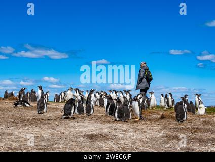 Touristen besuchen eine Kolonie von Gentoo-Pinguinen (Pygoscelis papua). Die Falklandinseln, Vereinigtes Königreich. Stockfoto