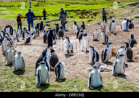 Touristen besuchen eine Kolonie von Gentoo-Pinguinen (Pygoscelis papua). Die Falklandinseln, Vereinigtes Königreich. Stockfoto