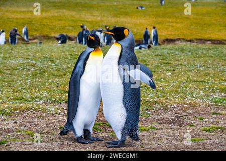Ein Paar Königspinguine (Aptenodytes patagonicus). Die Falklandinseln, Vereinigtes Königreich. Stockfoto