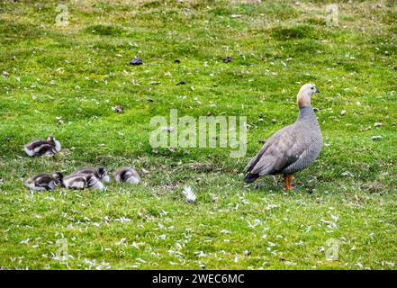 Eine Familie wilder Berggänse (Chloephaga picta) mit Gänsen. Die Falklandinseln, Vereinigtes Königreich. Stockfoto