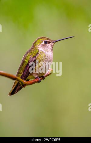Ein vertikales Bild eines Annas Kolibri (Calypte anna), der auf einem Ast vor einem grünen Hintergrund thront Stockfoto