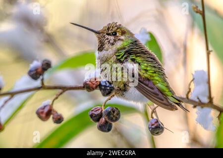 Ein Anna's Hummingbird (Calypte anna), der auf einem Zweig mit getrockneten Beeren thront und an einem kalten Wintertag warm bleibt Stockfoto