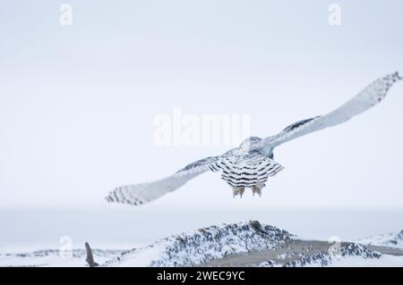 Jungeile, Nycttea scandiaca, fliegt im Herbst 1002 im Arctic National Wildlife Refuge, A von einem Strand entlang der arktischen Küste Stockfoto