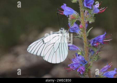 Schwarz-geädertes weiß (Aporia crataegi), sitzt auf Viper's Bugloss, Echium vulgare, Deutschland Stockfoto