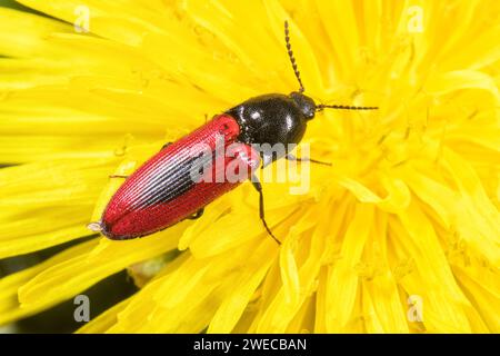 Schwarzzentrierter Klickkäfer (Ampedus sanguinolentus), befindet sich auf einer Verbundanlage in Deutschland Stockfoto