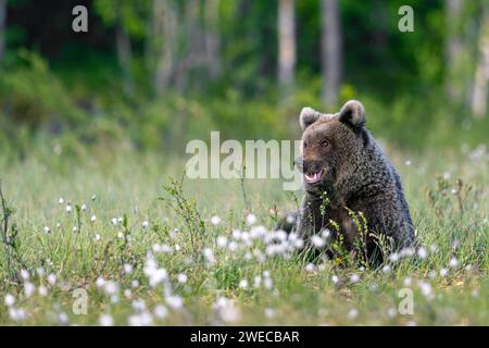 Europäischer Braunbär (Ursus arctos arctos), sitzend mit offenem Mund im Moor, Finnland, Kuhmo Stockfoto