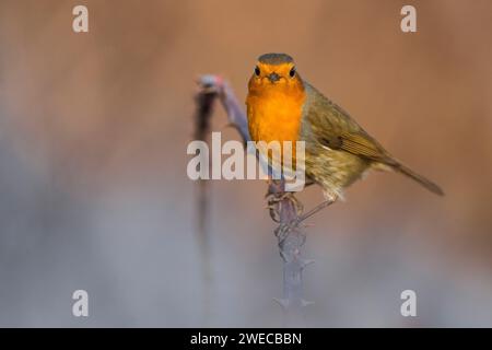 rotkehlchen, rotkehlchen (Erithacus rubecula), auf einem stacheligen Zweig, Italien, Toskana Stockfoto