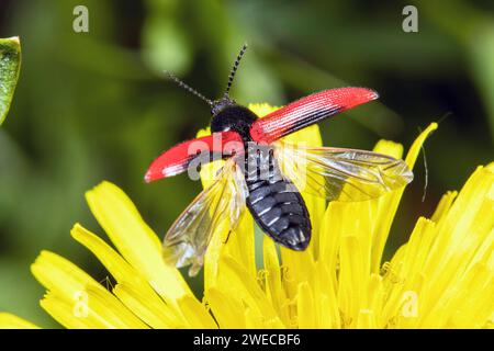 Schwarzzentrierter Klickkäfer (Ampedus sanguinolentus), beginnt in einer Verbundanlage in Deutschland Stockfoto