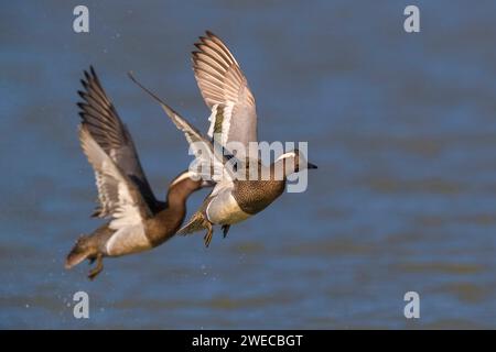 Garganey (Anas querquedula), zwei Drachen im Flug, Seitenansicht, Italien, Toskana, Piana fiorentina; Stagno di Peretola, Florenz Stockfoto