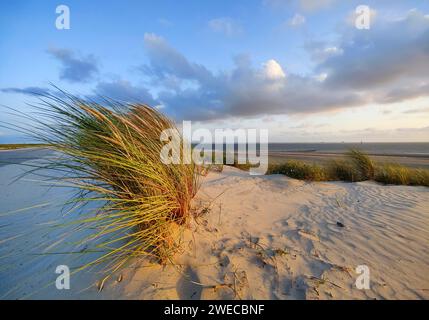 Dünen an der Nordsee im Abendlicht, Deutschland, Niedersachsen, Norderney, Ostfriesland Stockfoto