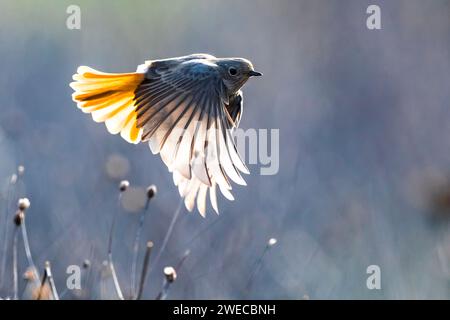 Gibraltar Black Redstart (Phoenicurus ochruros gibraltariensis, Phoenicurus gibraltariensis), weiblich im Flug, Seitenansicht, Italien, Toskana, Piana fiore Stockfoto