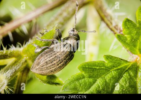 Breitnasenkäfer (Tanymecus palliatus), auf einem Blatt sitzend, Deutschland Stockfoto