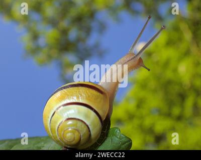 Weißlippengardenschnecke, Weißlippenschnecke, Gartenschnecke, kleinere Bandschnecke (Cepaea hortensis), auf einem Blatt, Deutschland Stockfoto