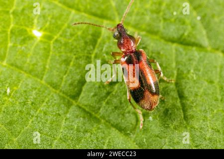 Monoceros Käfer (Notoxus monoceros), sitzt auf einem Blatt, Draufsicht, Deutschland Stockfoto