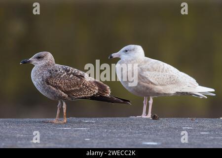 Gelbbeinmöwe (Larus michahellis, Larus michahellis atlantis), unreif stehend mit Glaukmöwe auf einem Stein, Azoren, Terceira Stockfoto