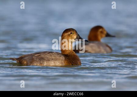 Gewöhnliche Pochard (Aythya ferina, Anas ferina), schwimmendes Weibchen, drake im Hintergrund, Italien, Toskana Stockfoto