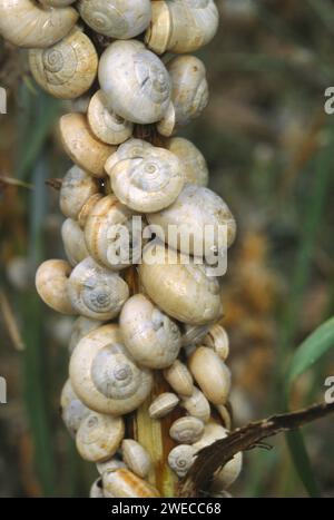 Weiße Heideschnecke, östliche Heideschnecke, Heideschnecke (Xerolenta obvia, Helicella obvia, Helicella candicans), in Mengen auf einem Stamm, Deutschland Stockfoto