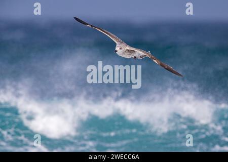 Große Schwarzmöwe (Larus marinus), unreif im Flug über die Brandung, Azoren, Sao Miguel Stockfoto