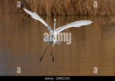 Großer Reiher, großer Weißreiher (Egretta alba, Casmerodius albus, Ardea alba), fliegt über einem See, Italien, Toskana Stockfoto