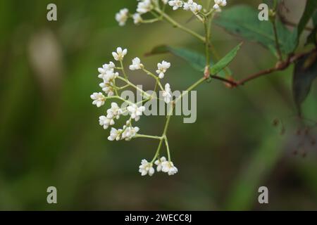 Persicaria chinensis (Polygonum chinense, kriechender Knorpel, chinesischer Knorpel). Wurde als traditionelle chinesische Medizin zur Behandlung von Geschwüren und Ekzemen angewendet Stockfoto