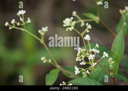 Persicaria chinensis (Polygonum chinense, kriechender Knorpel, chinesischer Knorpel). Wurde als traditionelle chinesische Medizin zur Behandlung von Geschwüren und Ekzemen angewendet Stockfoto