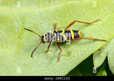 Wespenkäfer (Clytus arietis), auf einem Blatt sitzend, Draufsicht, Deutschland Stockfoto