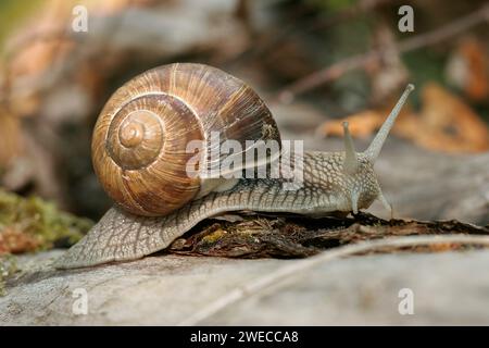 Römische Schnecke, Esccargot, Esccargot Schnecke, Speiseschnecke, Apfelschnecke, Weinbergschnecke, Weinbergschnecke, Weinbergschnecke (Helix pomatia), Krabbeln auf dem Boden, G Stockfoto